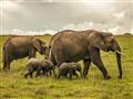 Masai Mara - Slonia rodinka na pochode