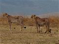 Masai Mara - Uvidíme gepardy, najrýchlejšie suchozemské zviera?
