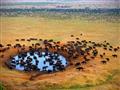 Lake Nakuru - Stáda byvolov tu stretávame pravidelne