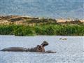 Lake Nakuru - Hroch obojživelný je najnebezpečnejšie zviera Afriky