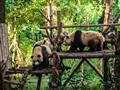 Pandy v Chengdu. foto: Samuel Klč - BUBO