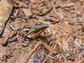 Rozmanitá pralesná fauna a flóra je všade okolo nás. foto: Ľubor Kučera – BUBO