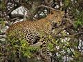 Leopardy sa väčšinou počas dňa ukrývajú v korunách stromov, alebo v kríkoch na zemi. Sú noční lovci