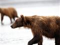 /uploads/covery zajazdov/Aljaska_ChrisMcLennan_SilverSalmonCreekLodge101-jpg-58.jpg
