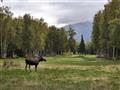 Los na golfe? Nič nie je nemožné na The Creek course v Anchorage.
