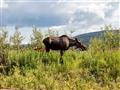 Príroda je skutočne nevyspytateľná a v každom kroví sa môže ukrývať zviera.
foto: Ľubor KUČERA – BUB