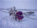 Táto žena kmeňa Nenetsov (Samojedov) sa volá Ninka a dlhou palicou riadi svoje soby. foto: Ľuboš FEL