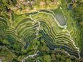Ryžové polia Ubudu z vtáčej perspektívy.
foto?: Martin ŠIMKO — BUBO
