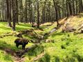 Čo je to zač? Takin (Burdorcastaxicolor) - smiešne národné zviera Bhutánu. http://bit.ly/BUBOtakin f