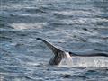 Lúčime sa s Kapským mestom po krátkej, ale intenzívnej návšteve