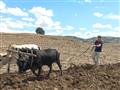 Ľuboš s dreveným pluhom obrába budúce kávové pole vo výške 2900m severne od Addis Abeba. foto: Ľuboš
