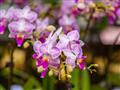 Na kvetových trhoch v štvrti Mong Kok nájdeme najkrajšie orchidey mesta. foto: Samuel Klč - BUBO