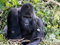 Gorila východná nížinná (Gorilla beringei graueri)  sa vyskytuje len na východe Konžskej Demokratick