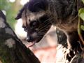 Už ste ochutnali kopi luwak?
foto?: Jozef ZELIZŇÁK — BUBO