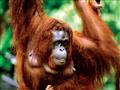 Na dotyk s orangutanmi, Sumatra
