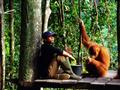 Pozrieme sa zblízka na projekt vypúšťania orangutanov do voľnej prírody