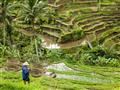 V rámci celodenného výletu po Bali navštívime aj slávne ryžové terasy Tegallalang v mestečku Ubud, k