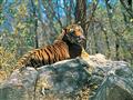 Bengálske tigre - symbol krajiny