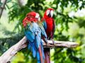 /uploads/usr/10898/peru/Titultne fotky/peru-amazonka-shutterstock-153175595.jpg