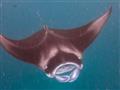 Manta vo voľnej prírode vie dorásť do dĺžky až 9 metrov.
foto?: Martin Šimko – BUBO