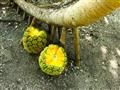 Pozoruhodné plody stromu Pandanus.