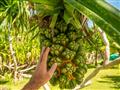 Hala ovocie, ako sa často krát prezývajú plody stromu Pandanus, tu dorastajú do obrovských rozmerov.