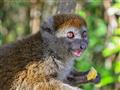 Bamboo lemur. Pripravte si fotoaparáty. Ak máte teleobjektív, určite si pribaľte aj ten. foto: Marti