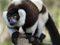 Lemur vari vytvára desiatky rôznych poddruhov a nájdeme ho takmer na celom ostrove. foto: Martin KAR