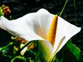 Kornútovka africká (Zantedeschia aethiopica) je pôvodná rastlina v tejto časti južnej Afriky. Aj nap