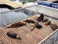 Waterfront ale láka aj obyvateľov oceánu. Uškatce tu majú vyhradené svoje miesto na odpočinok a čast
