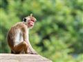 Ohromná viera v kontraste s drzými opicami, ktoré Vám bez mihnutia oka vytrhnú šťavnaté mango (ktoré
