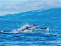 Pozerajte sa dokola! Práve tu žije najviac veľrýb a delfínov v Európe.
foto: BUBO archív
