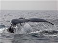 Ak sa Azorčanov spýtate, ktorý z 9 ostrovov je tým najlepším na pozorovanie veľrýb, tak Vám povedia 