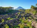 Extrémna vitikultúra na ostrove Pico je od roku 2004 pod patronátom UNESCO.
foto: Ľuboš Fellner - BU