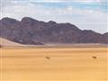 Cestou budeme hľadať aj obyvateľov púšte. Priamorožce, pštrosy, antilopy skákavé alebo hyeny. foto: 