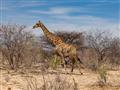 Angolské žirafy patria medzi ohrozenejšie poddruhy žiráf. Žijú na hranici Angoly a Namíbie a práve D