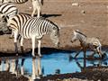 Zebry sa tu preháňajú vo veľkých skupinách. foto: Tomáš Hulík - BUBO