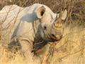 V Etoshi žijú oba druhy afrických nosorožcov. Na obrázku je dvojrohý. Budeme mať šťastie aj na tupon