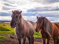 Islandské kone, ktoré sem priviezli Vikingovia.
foto?: Zuzana Hábeková - BUBO