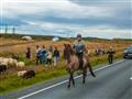 Rettír je úžasný zážitok. Islanďania na stovkách koní zháňajú z pastvín voľne pasúce sa tisícky ovie