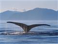 Pozorovanie veľrýb v cene zájazdu. Uvidíme vorvaňa? Alebo vráskavca minke?
foto: Ľuboš Fellner - BUB