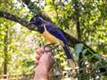 Vtáčí park Iguazú nás zoznámi s exotickými obyvateľmi týchto končín. foto: Daniela Snováková - BUBO