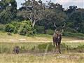 Kudu veľký je spolu s antilopou vrannou najväčšou antilopou južnej Afriky. Je symbolom národných par