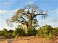 Celá táto oblasť je domovom ikonického stromu - baobabu. Je to rastlina, ktorá bola a aj je využívan