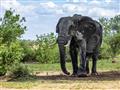 Vitajte v krajine slonov. Celá oblasť regiónu Kavango-Zambezi je známa obrovskou populáciou týchto c