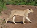 Matobo aj Hwange majú relatívne zdravú populáciu levov. Oba parky sú zapojené do projektu na ich och