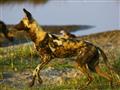 Pes hyenovitý je jedna z najohrozenejších šeliem na svete. Ostáva posledných pár tisíc jedincov rozm