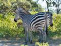 Zebry sú jednými z obľúbených zvierat na safari. Ich atraktívne sfarbenie pridalo vrásky nejednému v