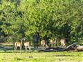 Impala je v mnohých parkoch najpočetnejšou antilopou. Nemá príbuzného a je spomedzi antilop najlepší