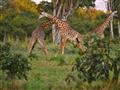 Súboje žirafích samcov sú ojedinelým javom a zažiť niečo také je unikát. Prečo majú žirafy tak dlhé 